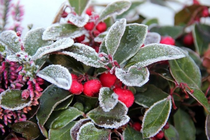 Meteorolojiden zirai don uyarısı