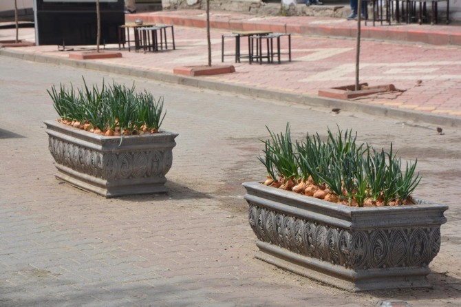 Çiçek yerine soğan ekilen saksılar dikkat çekiyor