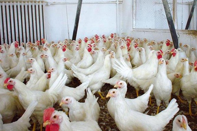 Türkiye ve Rusya arasında kanatlı hayvan ithalat ve ihracatı yapılacak