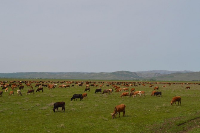 "Hayvan ithal edileceğine besiciler desteklense daha verimli olacak"