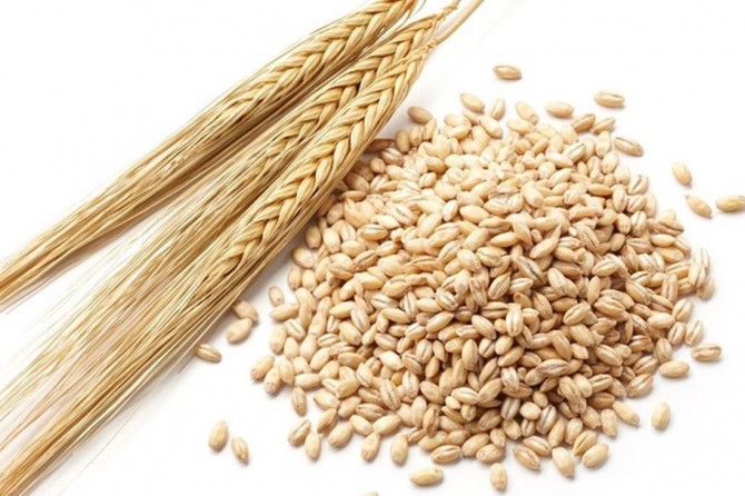 Şanlıurfa'da arpa 0,67 liradan satıldı