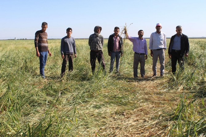 Mardin Nusaybin'de domuzlar ekinlere zarar veriyor