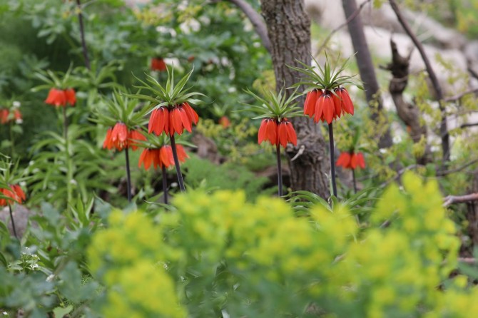 Ters laleler görenleri kendine hayran bırakıyor