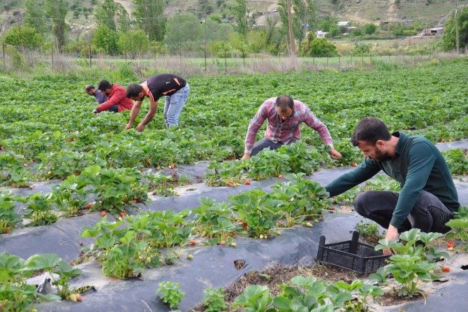 Berhevkirina tûfrengîyan dest pê kir