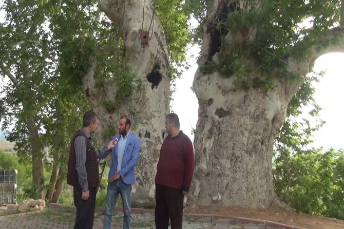 Elazığ Palu'da asırlık çınarlar yok mu ediliyor?