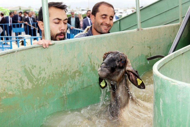Mobil koyun banyolukları teslim edildi
