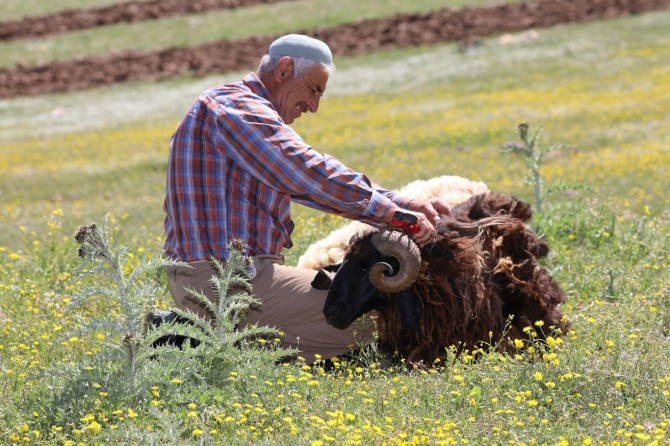 Koyun kırkma dönemi başladı