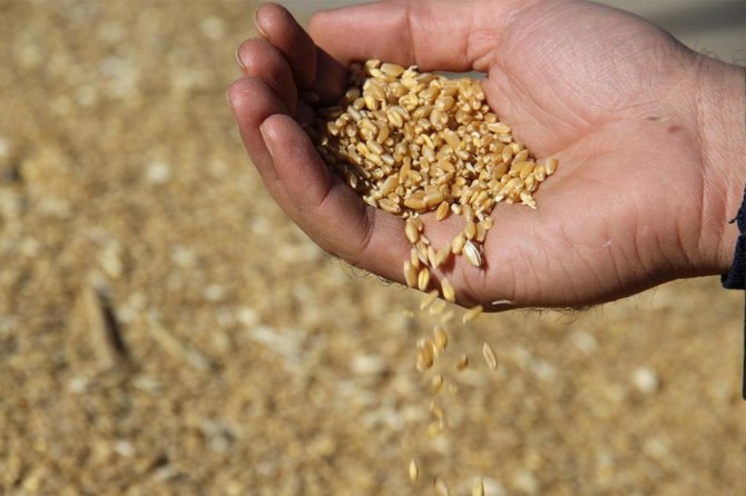 Şanlıurfa'da buğday 0,70- 1,10 liradan satıldı