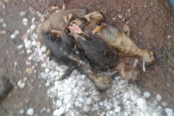 Viranşehir’de dolu yağışı etkili oldu