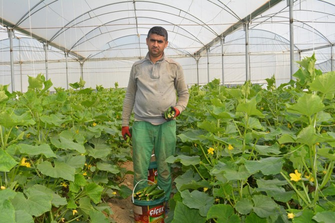 Batman’da salatalık hasadına başlandı