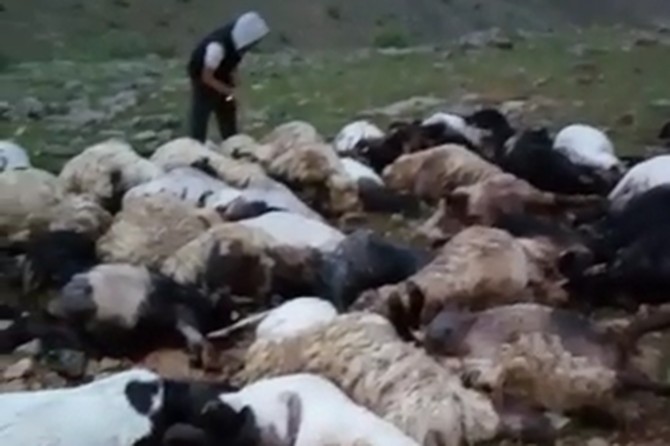 Lightning struck waste 70 sheep