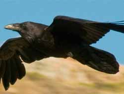 Rusya`da Karga Sürüsü, Milletvekili Araçlarına Saldırdı