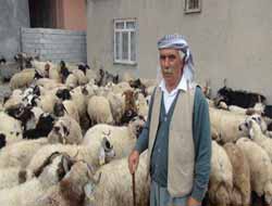 Silopi'de Kurbanlıklar Pazarda Sergilendi