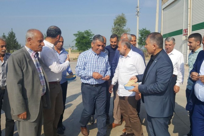 Mardin ovasında ilk arpa hasadı yapıldı