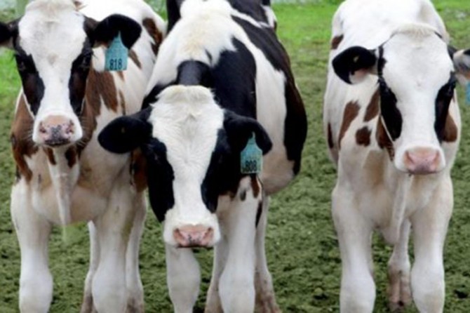 250 Bin Düve Projesinde başvuru süresi yarın doluyor