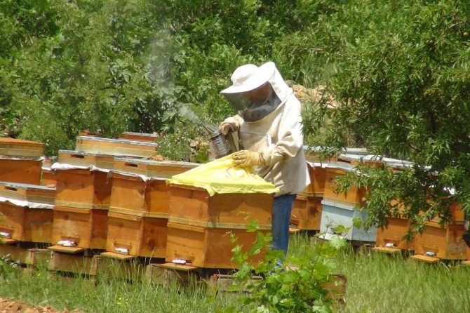 "Sağlığınız için doğal bal tüketin"