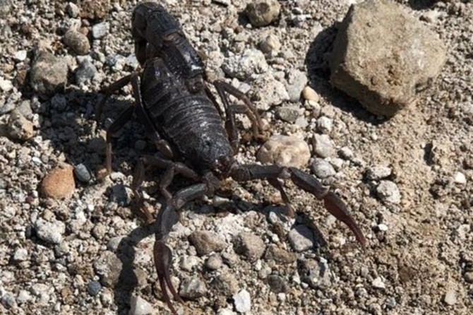 Havalar ısınınca akrepler çoğaldı