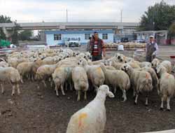 Adana'da Kurban Kesim Noktaları Belirlendi