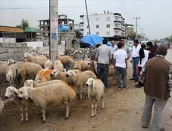 Kurban Satıcıları Fiyattan Yana Dertli