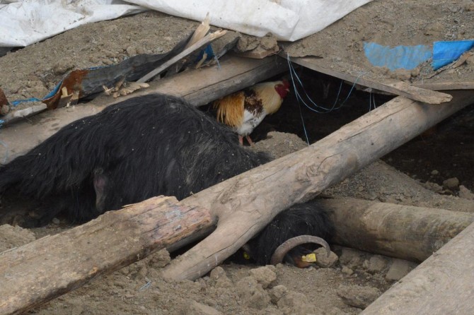 Şırnak'ta ahır çöktü: 82 hayvan telef oldu