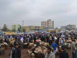 Kaçak Kurbanlıklar Yerli Kurban Satıcılarını Olumsuz Etkiledi