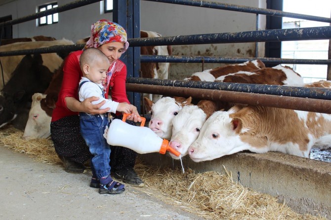 Elazığ Sivrice'de aldığı hibe desteğiyle çiftlik kurdu