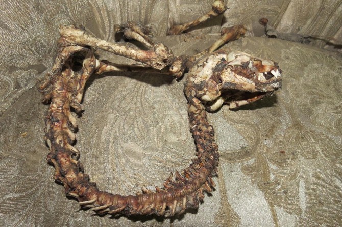 Ne tür bir hayvana ait olduğu bilinmeyen iskelet korkuttu