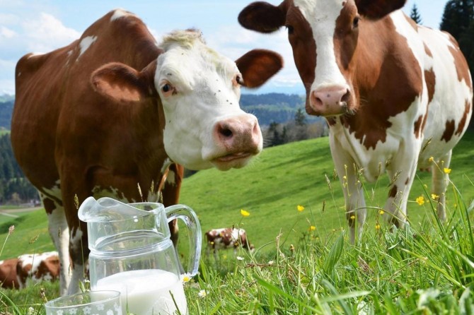Toplanan inek sütü miktarı arttı
