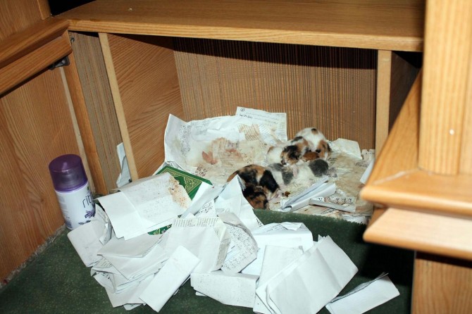 Caminin mihrabında yavrulayan kedi şaşırttı