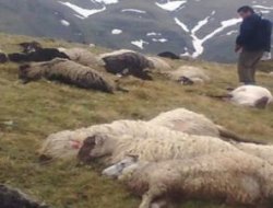 Kurbanlıklar selde boğuldu