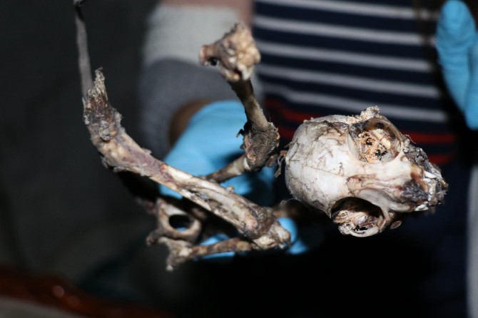 Endişeye neden olan iskelet incelemeye alındı