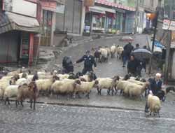 Kurban Satıcıları Umduğunu Bulamadı