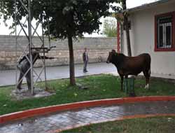 Şanlıurfa'da kaçan kurbanlık zor anlar yaşattı