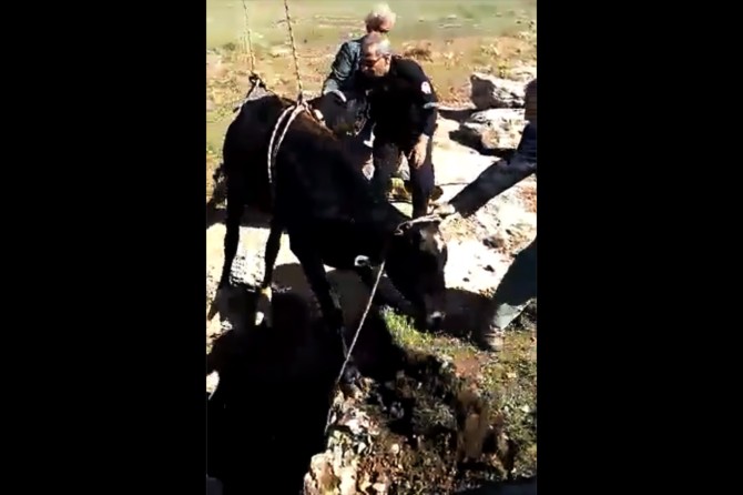 Çukura düşen inek kurtarıldı