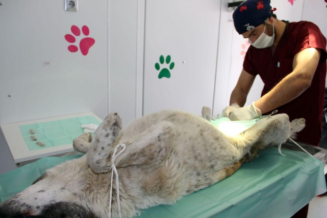 Van'da sokak köpekleri kısırlaştırılıyor