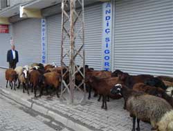 Kurbanlıklar Sahiplerini Bekliyor