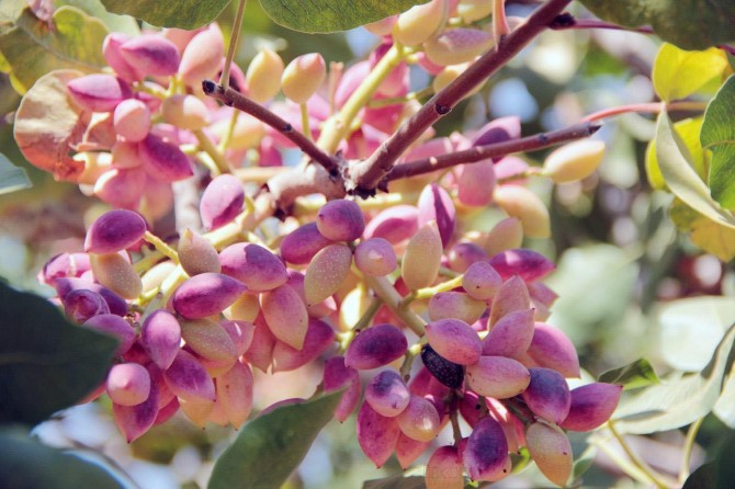 Antep fıstığı rekolte çalışması