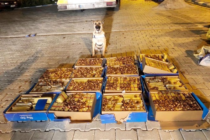 Hurma kutuları içerisinde 138 kilo eroin ele geçirildi