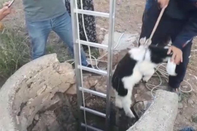 Kuyuya düşen oğlak kurtarıldı