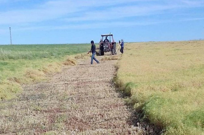 Çiftçiler mercimek hasadına başladı