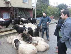 Kurban Fiyatları Vatandaşın Yüzünü Güldürdü