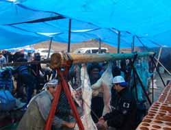 Cizre'de Toplu Kurban Kesimi