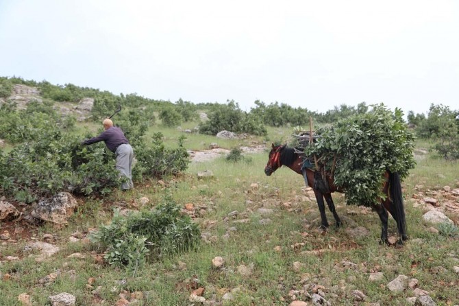 Ramazanda köylülerin meşe yaprağı mesaisi