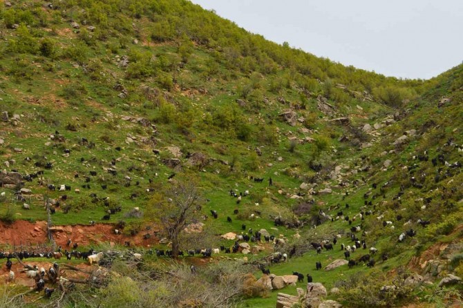 Yıldırımın çarptığı küçük çoban hayatını kaybetti