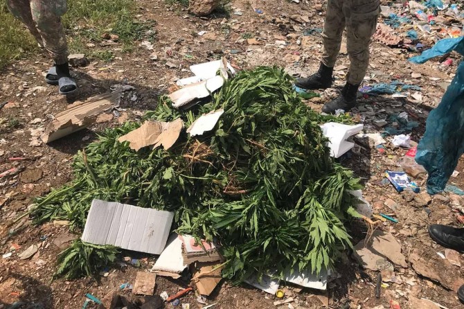 Mardin'de Hint keneviri ele geçirildi