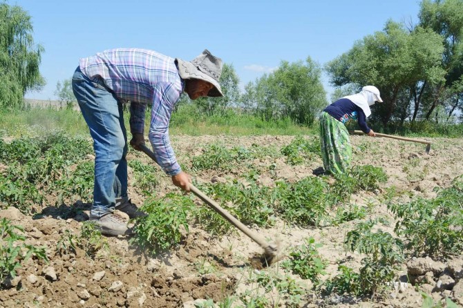 ​ Çiftçilerin tarlada Ramazan mesaisi serin saatlerde