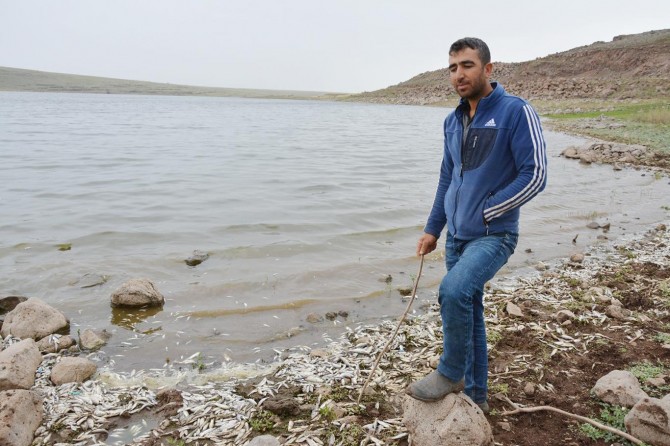 Baraj göletindeki balık ölümleri halkı korkutuyor