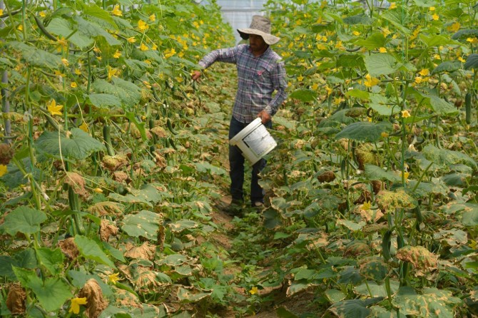 Çiftçiler seralarına bulaşan hastalıktan muzdarip