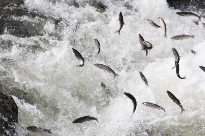 İnci kefalinin büyüleyen göçü devam ediyor