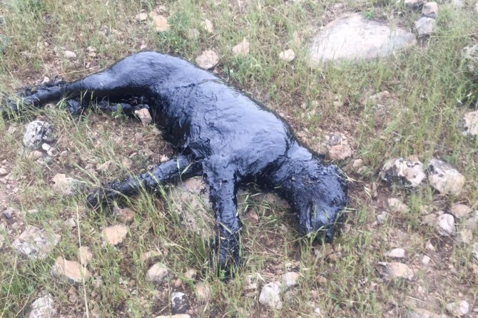 Petrol havuzuna düşen köpek kurtarıldı